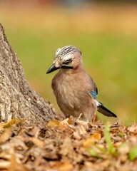 Fototapeta premium Close up of a Eurasian jay perched on top of dry brown leaves.
