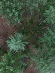 an overhead view of some trees and rocks in the woods