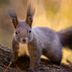 Closeup shot of a cute squirrel in a wooded area.