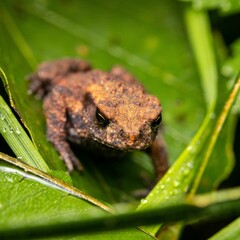 Closeup shot of a common toad on green leaves.