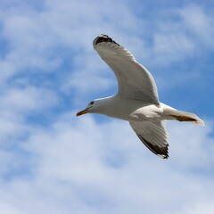 Seagull soaring in the sky against a blue background.