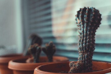 Closeup of a potted hedgehog cactus on a windowsill with a blurry background © Wirestock