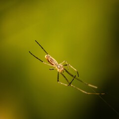 Close-up shot of Tetragnatha montana, known as the silver stretch spider.