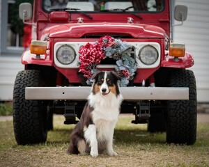Adorable Australian shepherd dog beside a festive red pickup truck with Christmas decorations