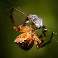 Macro shot of a spider on the cobweb with prey.