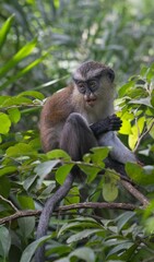 Mona Monkey on the lush tree branch in Lekki Conservation Centre, Lagos, Nigeria