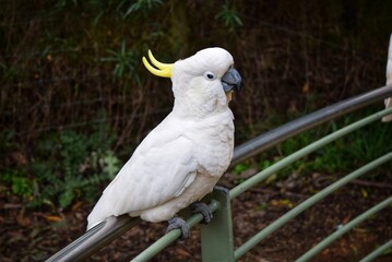 Sulphur crested Cockatoo on a fence.