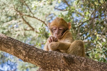A young small Barbary Macaque monkey or ape, sitting in a tree, eating peanuts in Morocco
