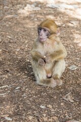 A young small Barbary Macaque monkey or ape, sitting on the ground, eating peanuts in Morocco