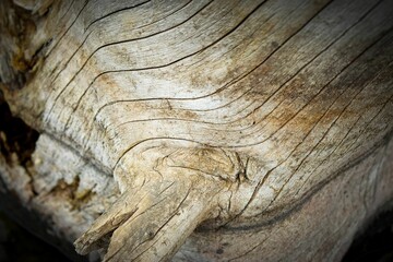 Close-up of a dead tree stump with dry cracks and texture