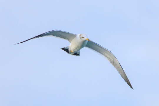飛翔する美しいウミネコ（カモメ科）。

神奈川県中郡大磯町照ヶ崎海岸にて。
2023年10月21日撮影。

Beautiful Black-tailed Gull in flight.

At Terugasaki Beach, Oiso Town, Naka-gun, Kanagawa-pref, Japan,
photo by October 21, 2023.
