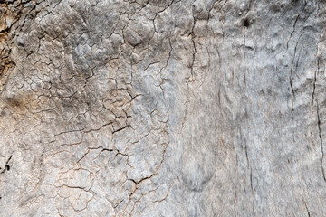 Gray wood bark texture with a rough, cracked surface.