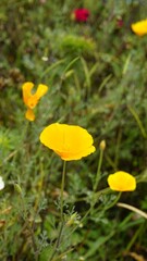 Eschscholzia californica also known as Californian Poppy, sunlight, goldenpoppy, Pavot de Californie
