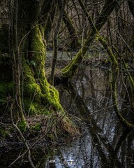 Lush green mossy tree beside a calm and tranquil stream