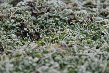 Wintery landscape featuring a grassy field blanketed with a thick layer of frost