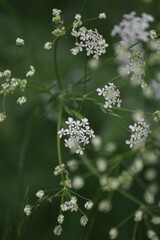 Delicate Cow Parsley Close-Up with Blurred Background