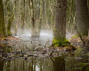 A marshy forest, with a small swamp flowing through the lush greenery on a foggy day