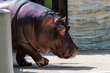 Closeup of a hippo walking around in a zoo