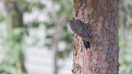 A Northern Flicker on the bark of a tree