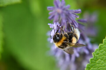 a bee on a purple flower by itself in the sun