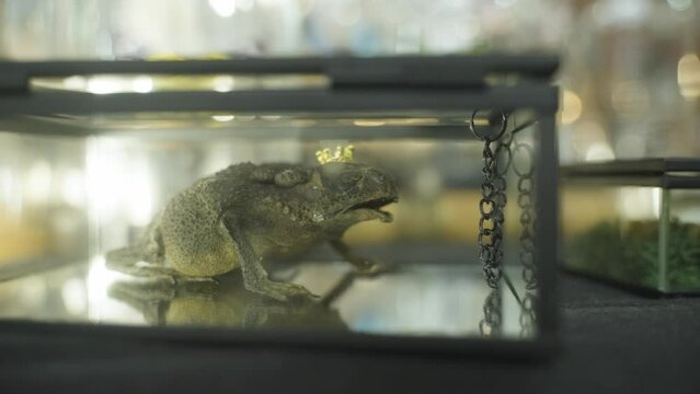 Close-up shot of a frog mummified and displayed in a glass box with golden crown on its head
