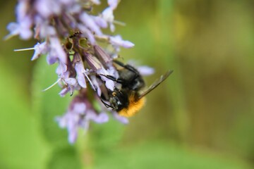 Fototapeta premium a bee and some flowers sitting in a field together on a stalk