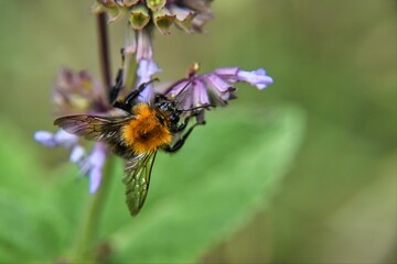 a bee that is on some purple flowers in the grass
