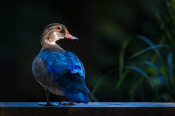An Immature wood duck standing at the edge of a pier with eclipse plumage and the sun spotlighting...