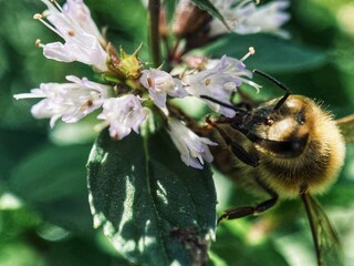 Close-up of a bee perched atop a plant with white blossoms