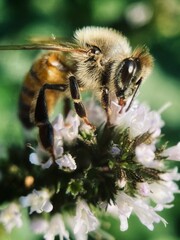 Close-up of a bee perched atop a plant with white blossoms