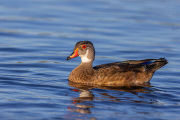 A side profile of an immature wood duck swimming in Blue water