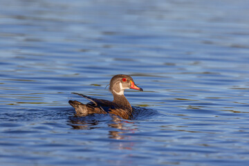 An immature wood duck swimming in Blue water with eclipse foliage