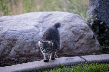 The Kitten Exploring the World
