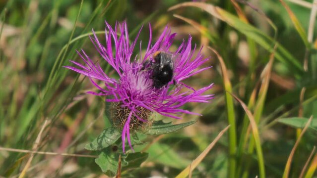 Closeup of Bee collects nectar and pollen on a purple knapweed flower under sunlight