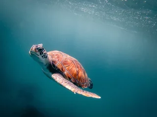 Fotobehang Sea turtle swimming in crystal clear water © Wirestock