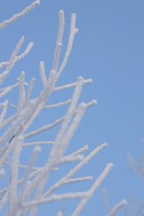White frost-covered branches in a wintry landscape