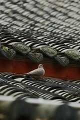 Lone pigeon perched atop a brick-built rooftop