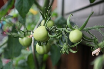 Closeup of unripe green tomatoes on a tree branch and in a planter