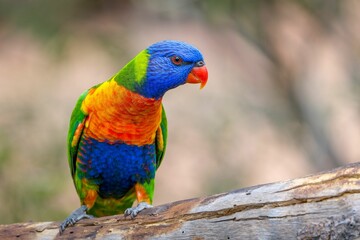 Obraz premium Vibrant Rainbow Lorikeet perched atop a tree branch in an outdoor setting