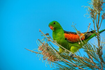 Vibrant tropical red-winged parrot perched on a lush tree branch