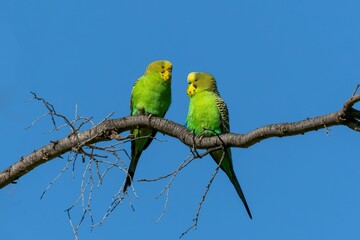 Two exotic vibrant green and yellow colored parrots perched on a barren brown branch.
