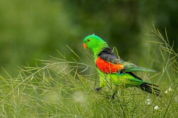 Obraz premium Vibrant green and yellow colored parrot perched on a barren brown branch.