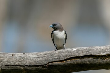 Obraz premium White-breasted woodswallow perched on a rustic wooden branch.