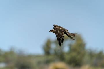 Obraz premium Black kite soaring over a picturesque landscape with its wingspan fully extended.