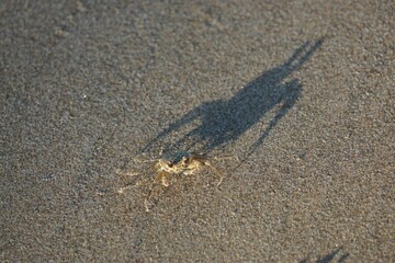 High angle shot of a spotted crab crawling around on the sand - obrazy, fototapety, plakaty