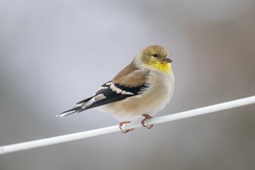 Fototapeta premium a American Goldfinch Winter Plumage with a blurred background