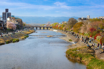 Fototapeta na wymiar Kyoto, Japan - April 2 2023: Kamogawa river is one of the best cherry blossom spots in Kyoto city during springtime