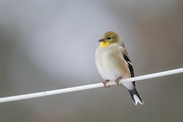 a American Goldfinch Winter Plumage with a blurred background