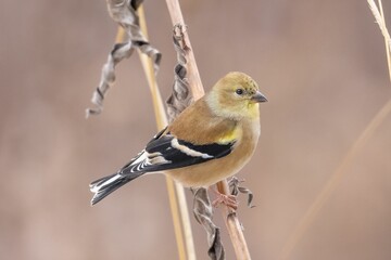 Close-up of an American Goldfinch with its winter plumage perched on a blurred background