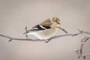 Beautiful American Goldfinch perched on a barren winter branch